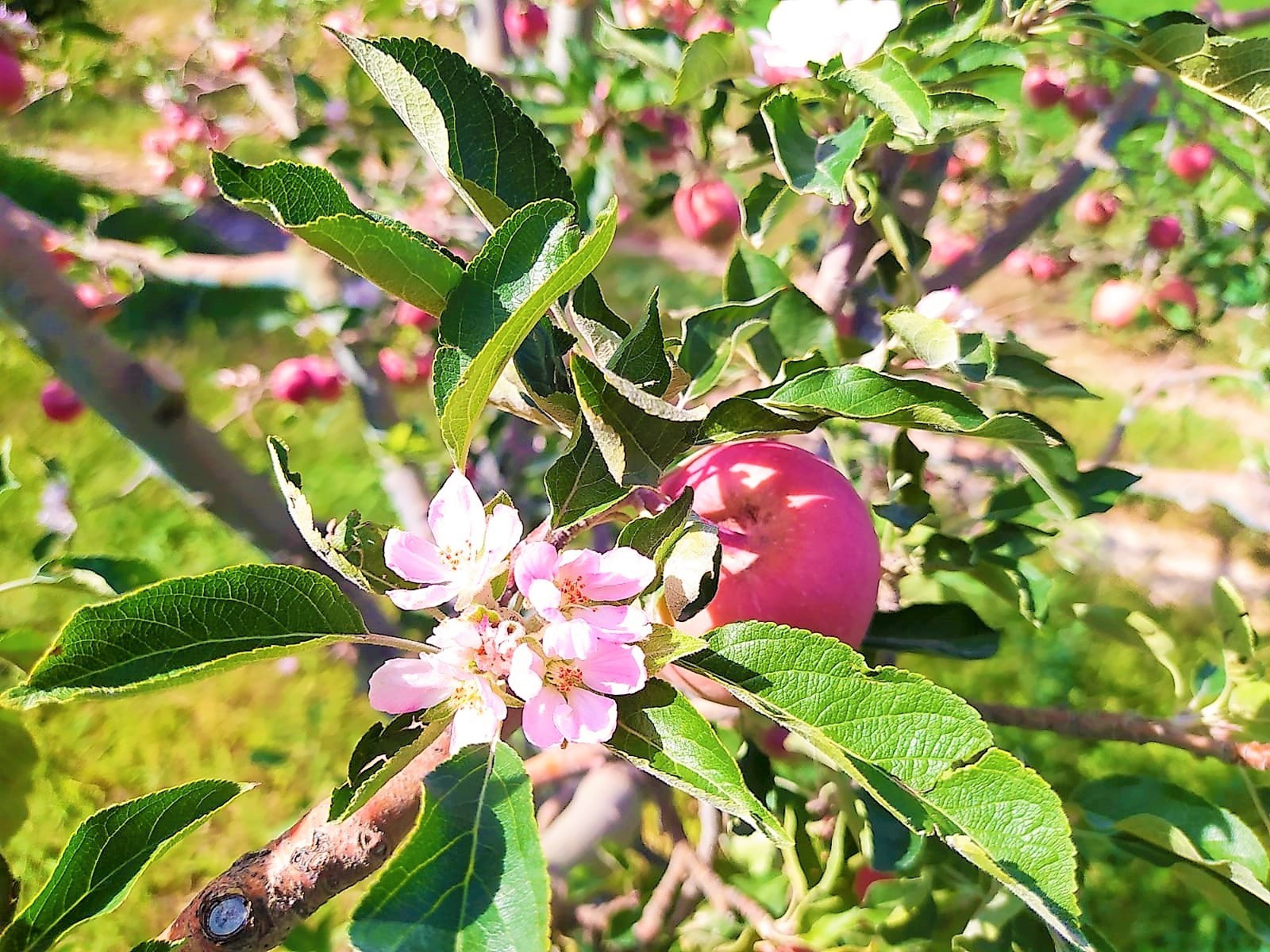 Aylar sonra gelen yağışla şaşıran elma ağacı hasat zamanı çiçek açtı
