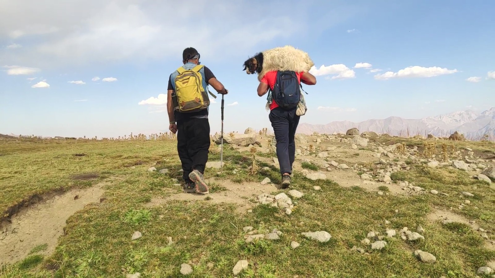 Yüksekovalı dağcılar, dağda buldukları oğlağı sırtlarında taşıyıp sahibine teslim ettiler #hakkari Yüksekovalı dağcılar, dağda buldukları oğlağı sırtlarında taşıyıp sahibine teslim ettiler #hakkari