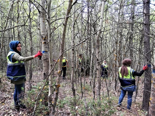 Ormanlarda gençleştirme çalışmaları #kutahya