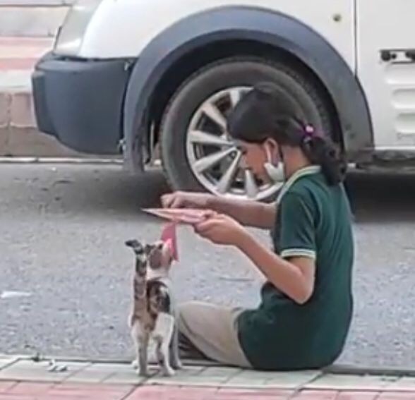 Batman’da küçük kızdan yürek ısıtan davranış: Yemeğini sokak kedisiyle paylaştı #batman