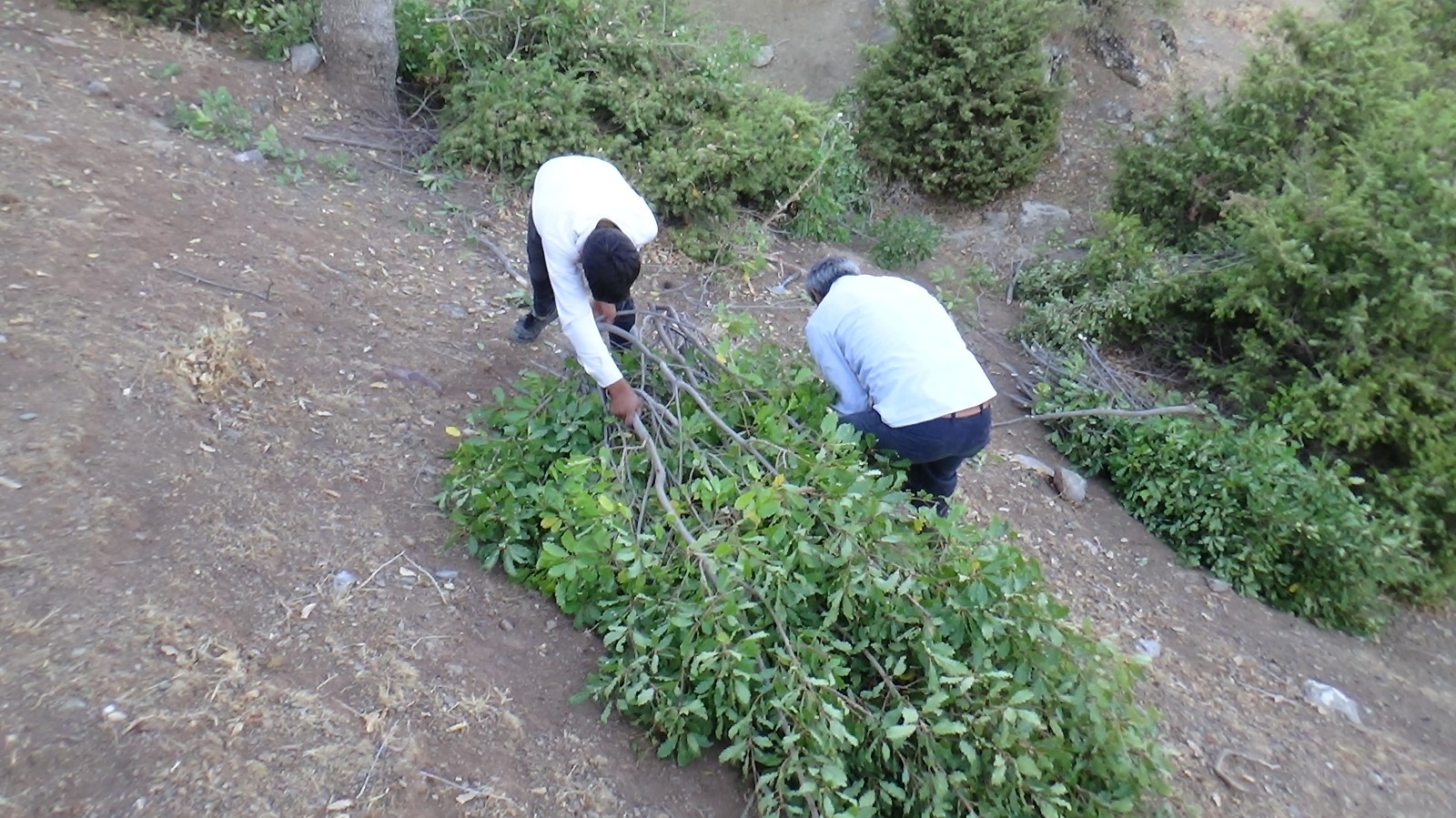 Kuraklıktan dolayı saman biriktiremeyen besiciler, meşe yaprağı stokluyor #batman