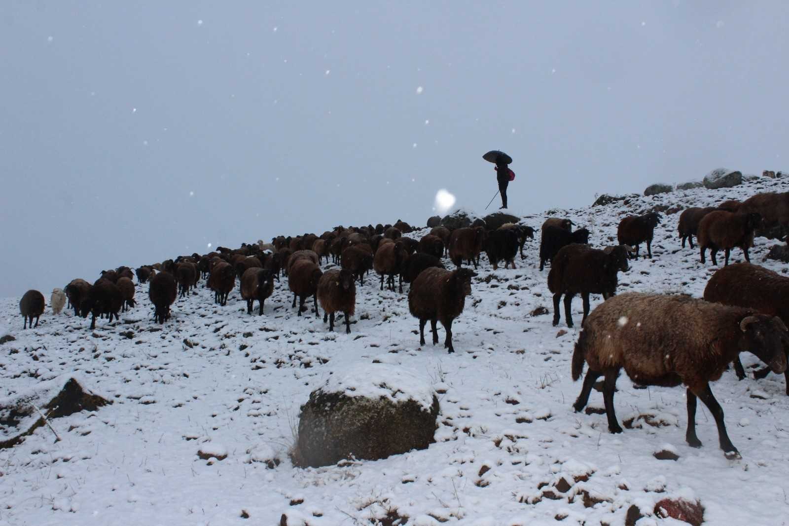 Yaylalardan indirilmeye başlanan koyun sürüsü kar, tipiye yakalandı #erzincan