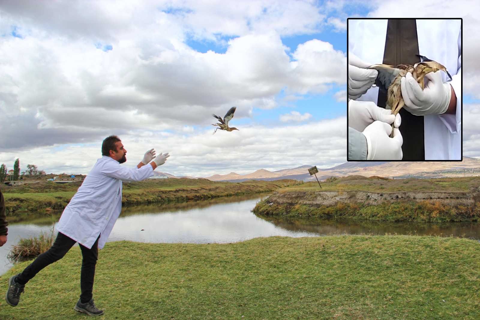 Tedavi edilen Hint Gölet Balıkçıl Kuşu doğaya bırakıldı #kayseri