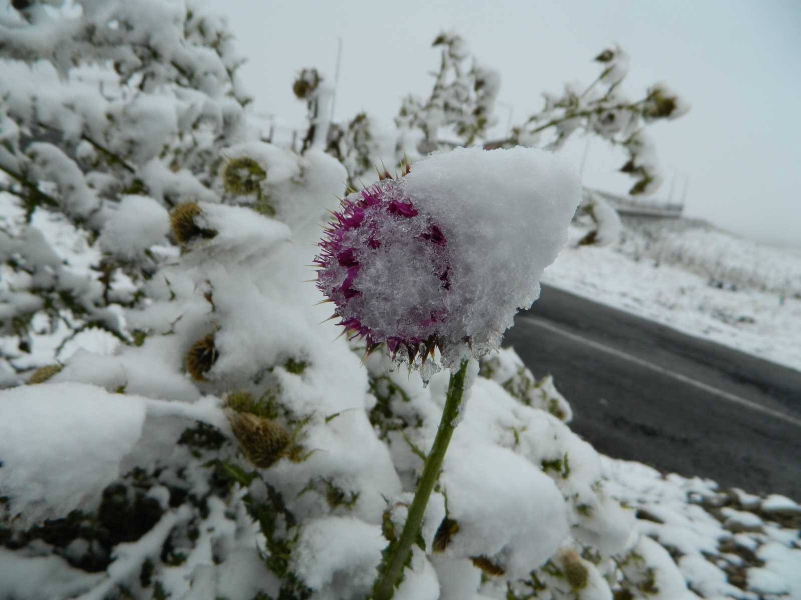 Posof’a mevsimin ilk karı yağdı #ardahan