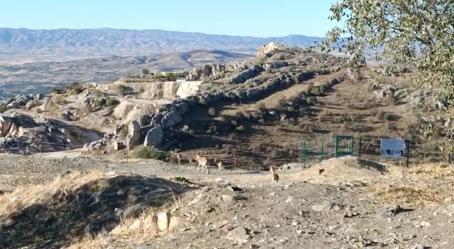 Elazığ’da yaban keçileri tarihi Harput Kalesine indi #elazig
