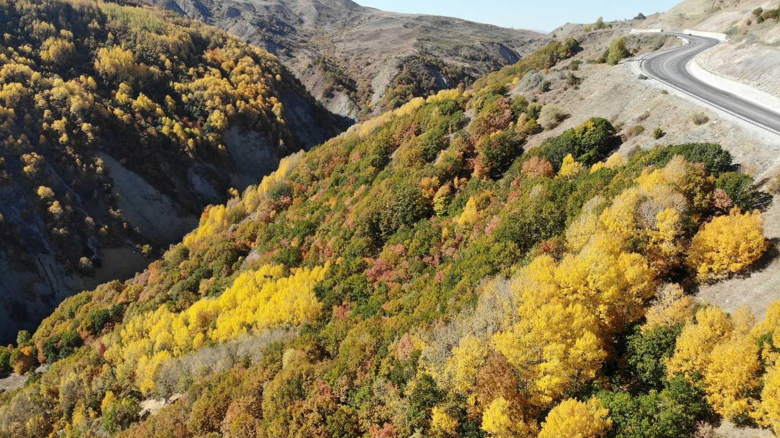 Sonbahar ile renk cümbüşü yaşanıyor #erzincan