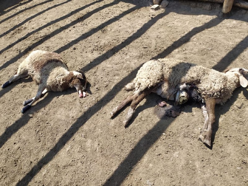 Koyunlarını yemlemek için girdiği ağıldaki manzara ile şoka girdi #kastamonu