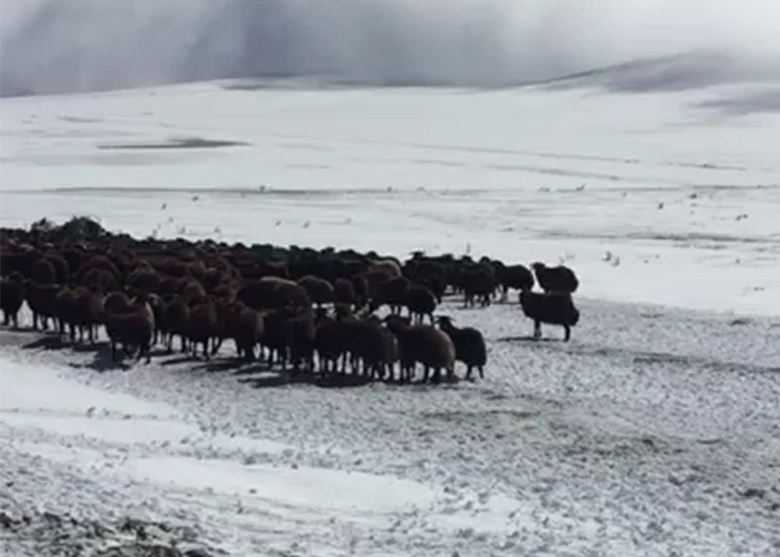 Ardahan’da kar ve tipide mahsur kalan yaylacılar ve koyun sürüsü kurtarıldı #ardahan