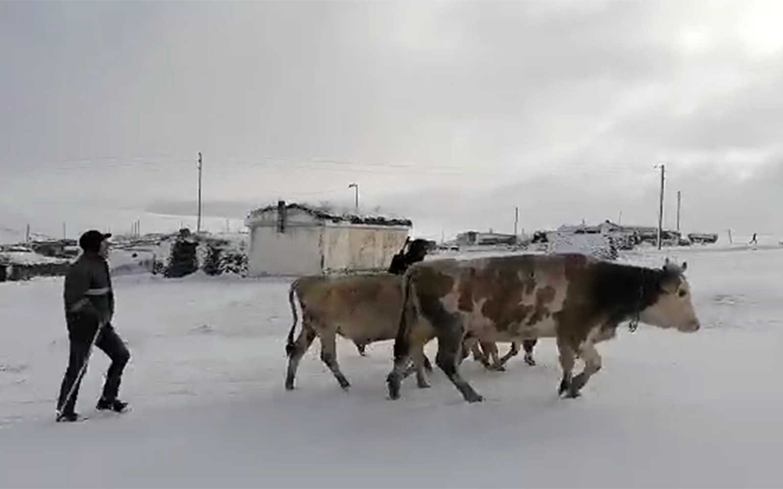 Kar etkili oldu: Yaylacıların dönüş hazırlıkları erken başladı #ardahan