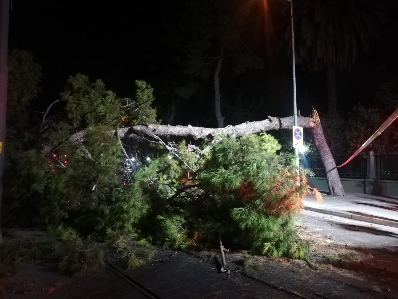 Çam ağacı devrildi, tramvay seferleri durdu #izmir