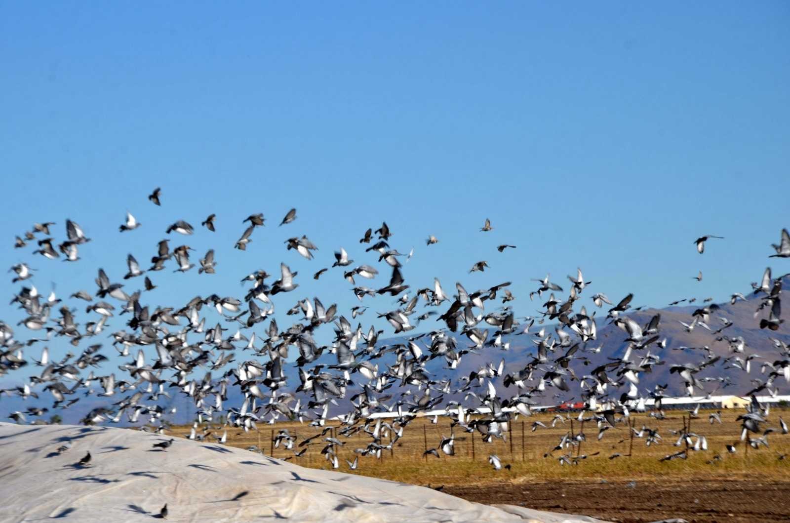Muş’ta binlerce kuş hasadı yapılan tahıl yığınlarını mesken tuttu #mus