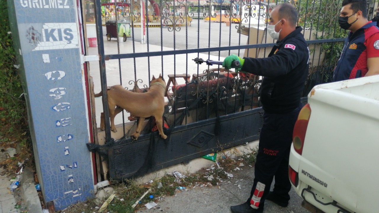 Kafası demir kapıya sıkışan pitbull cinsi köpeği itfaiye kurtardı #erzincan