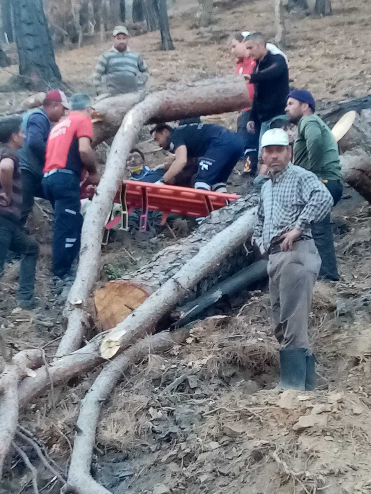 Ağacın altında kalan işçi ağır yaralandı