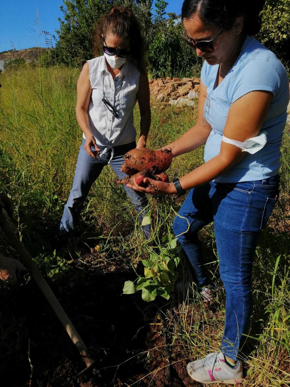 Mersinli kadın çiftçilerin ilk kez yetiştirdiği tatlı patatesler ay sonunda hasat edilecek