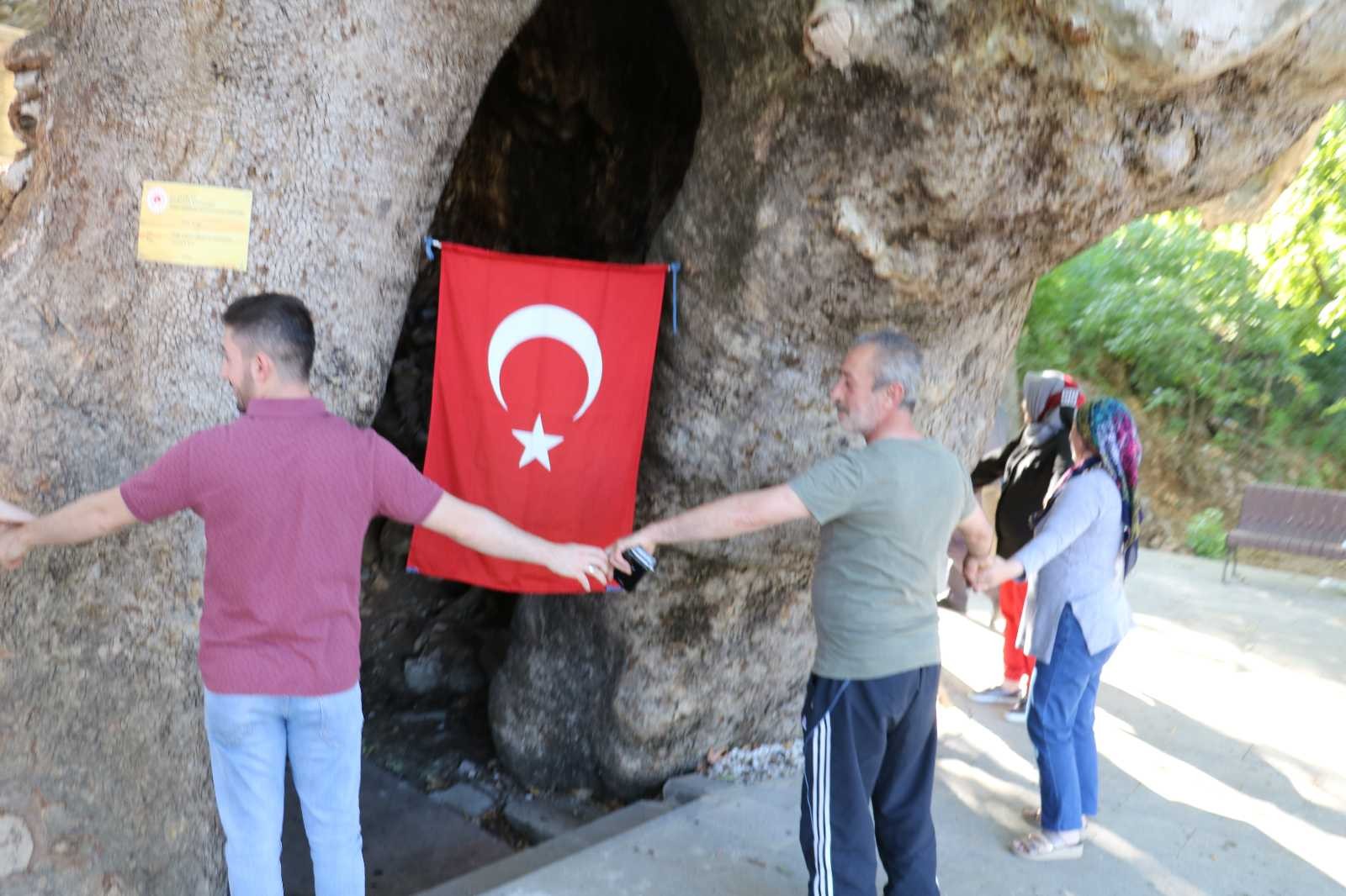 Çınar ağacını 15 kişi zor kucaklıyor #kahramanmaras