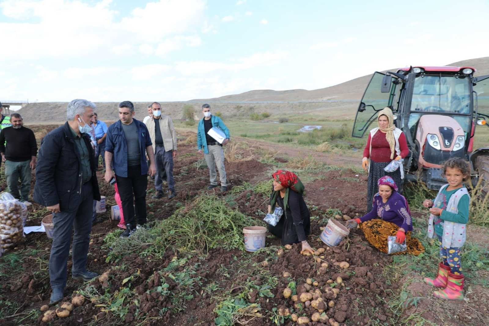 Çayırlı’da ayçiçeği, patates ve mısır hasadı sürüyor #erzincan