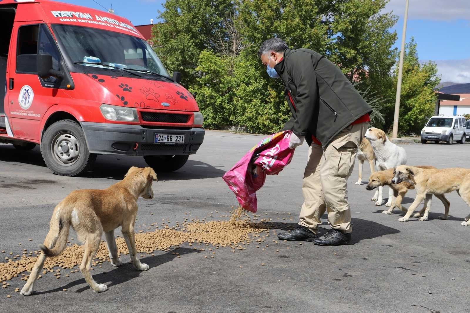Erzincan’da sokak hayvanları için besleme çalışması yapıldı #erzincan