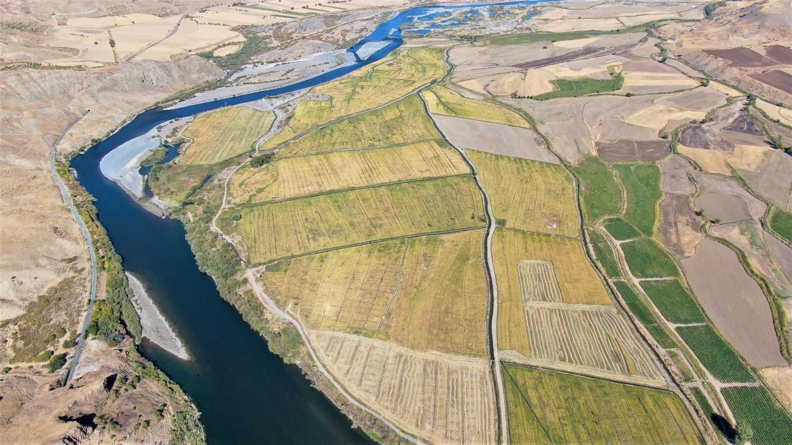 Kuruyan Murat Nehri’nde 150 gün suyun içinde yetişen pirinçte hasat zamanı #elazig