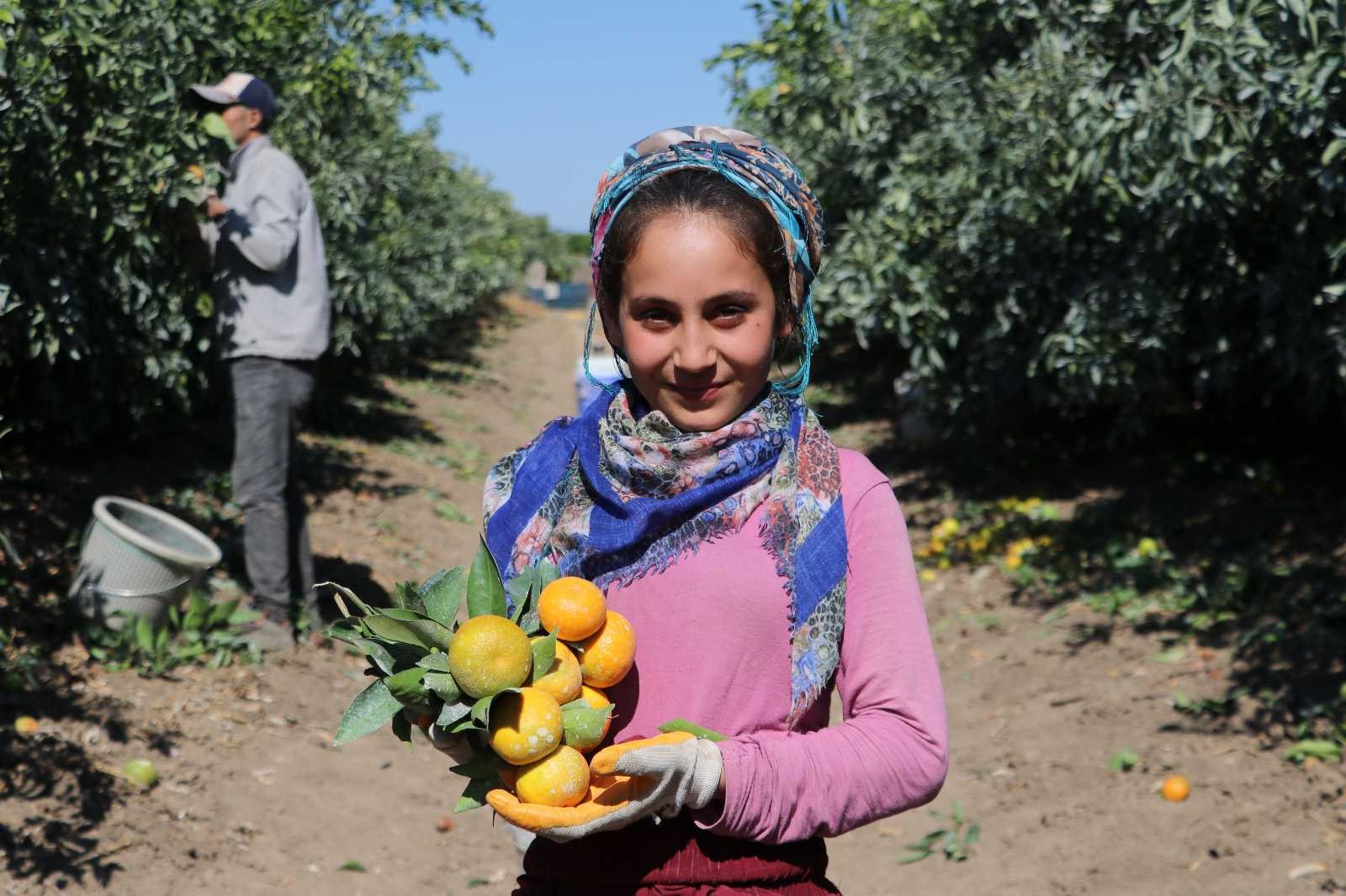 Adana’da mandalina hasadı sürüyor, fiyatı 1 liraya düştü #adana