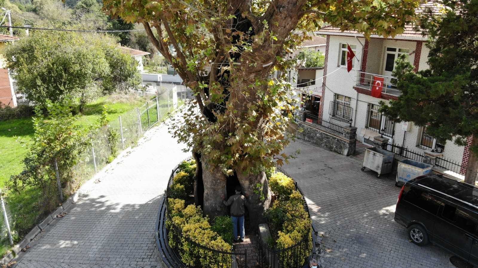 (Özel) Rum çetelerin işkencelerine tanıklık eden 8 asırlık ’işkence ağacı’ #istanbul