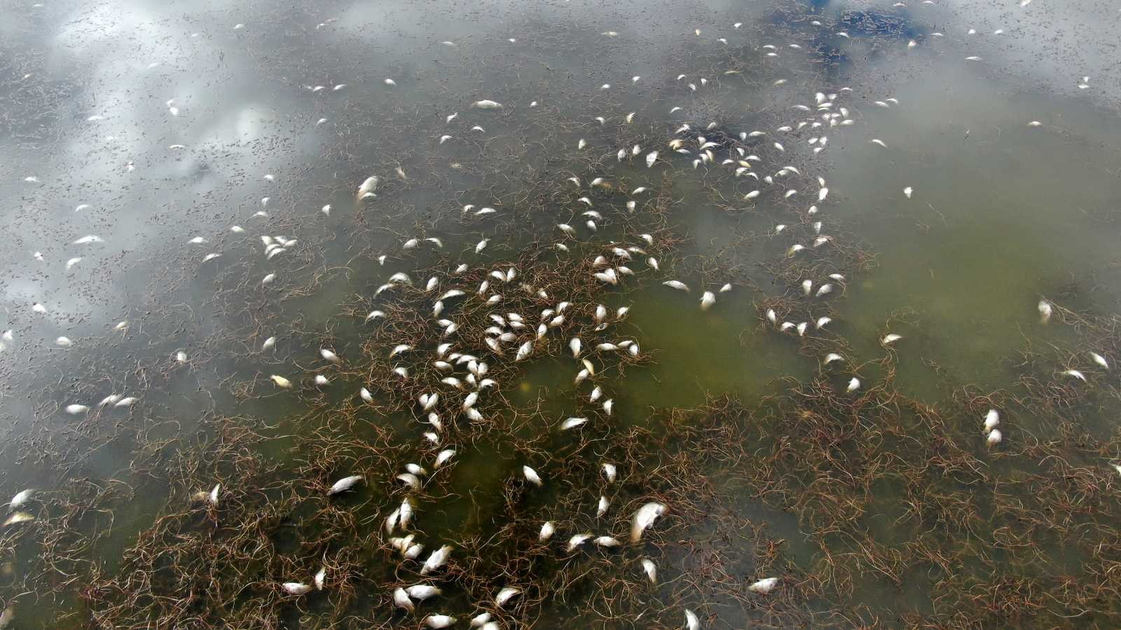 Korkutan çevre felaketi, gölün kıyısı ölü balıklarla doldu #sivas
