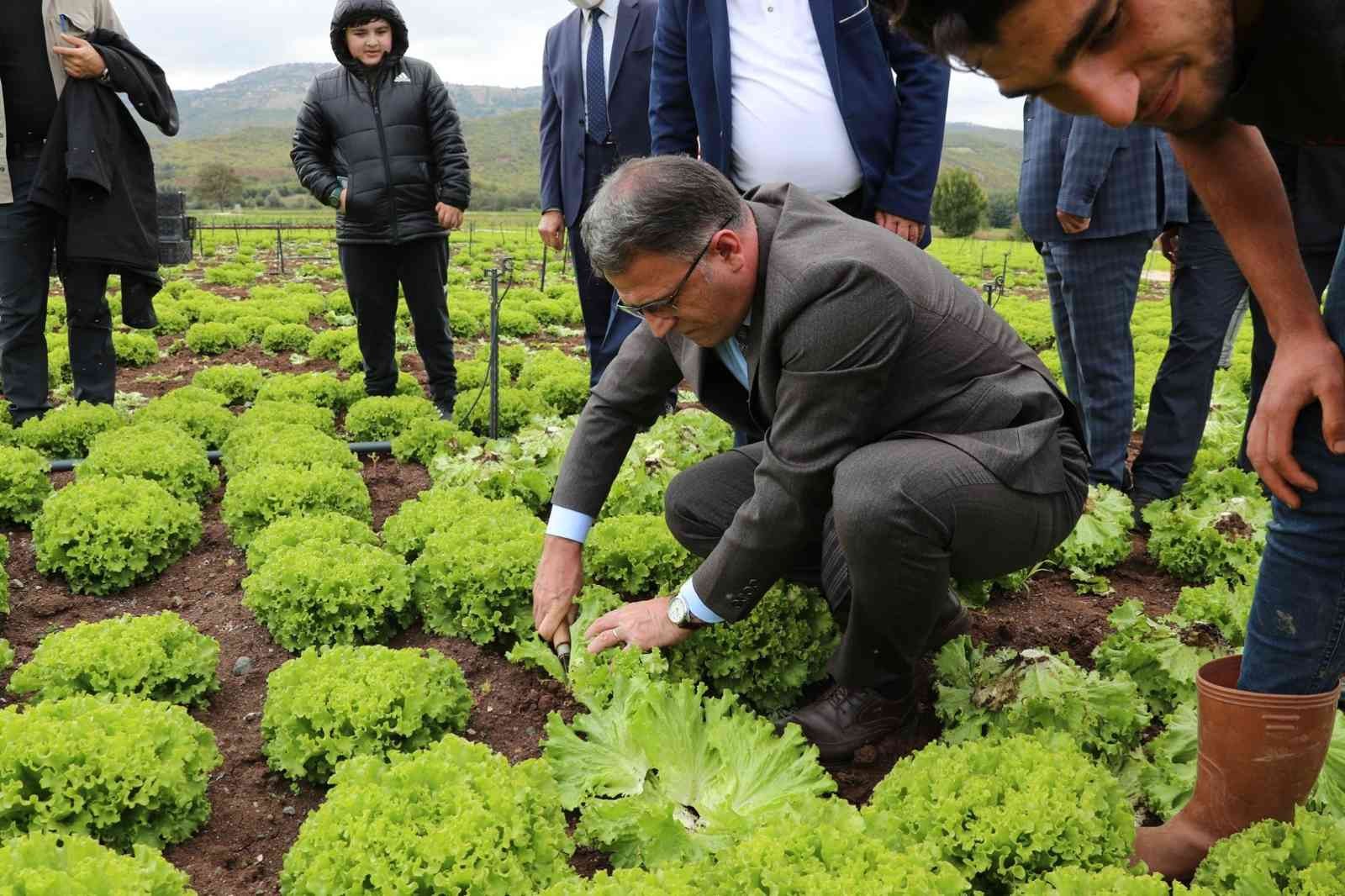 Vali Balcı, marul hasadı yaptı #tokat
