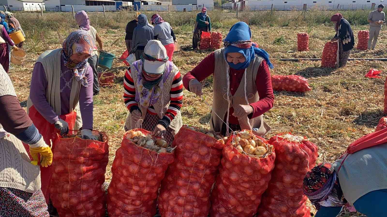 (ÖZEL) Hasadı başlayan kuru soğan alım fiyatı ile üreticiyi mutlu etmedi #afyonkarahisar