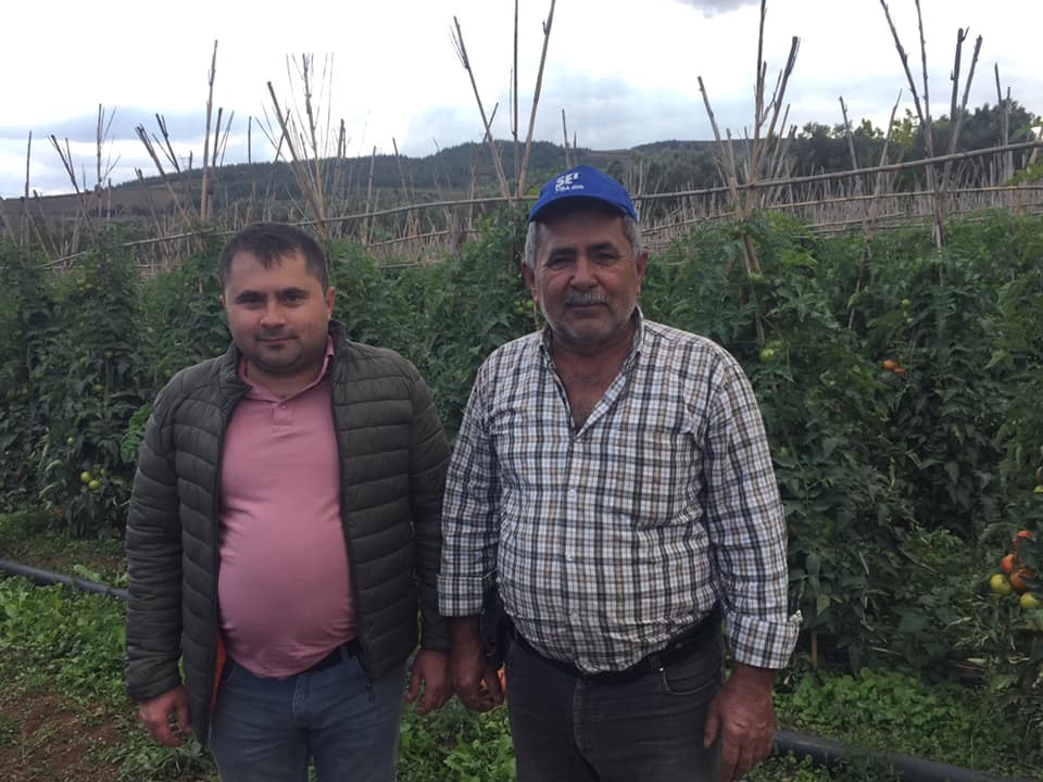 Osmaneli’nde domates üreticinin yüzünü güldürdü #bilecik