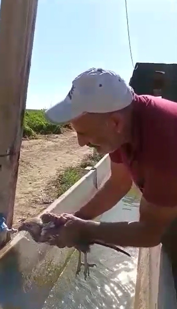 Acı biber yiyip kalbi duran şahini, çiftçinin masajı kurtardı #elazig