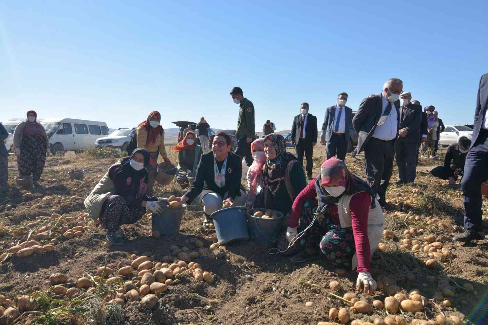 Bakan Yardımcısı Işıkgece patates hasadı yapan kadınlarla ürün topladı #afyonkarahisar