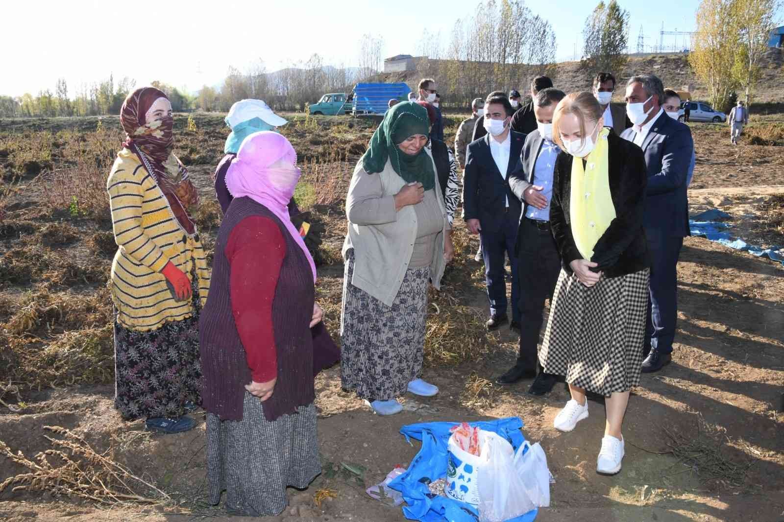 Vali Taşbilek Köse’de kuru fasulye hasadına katıldı #gumushane