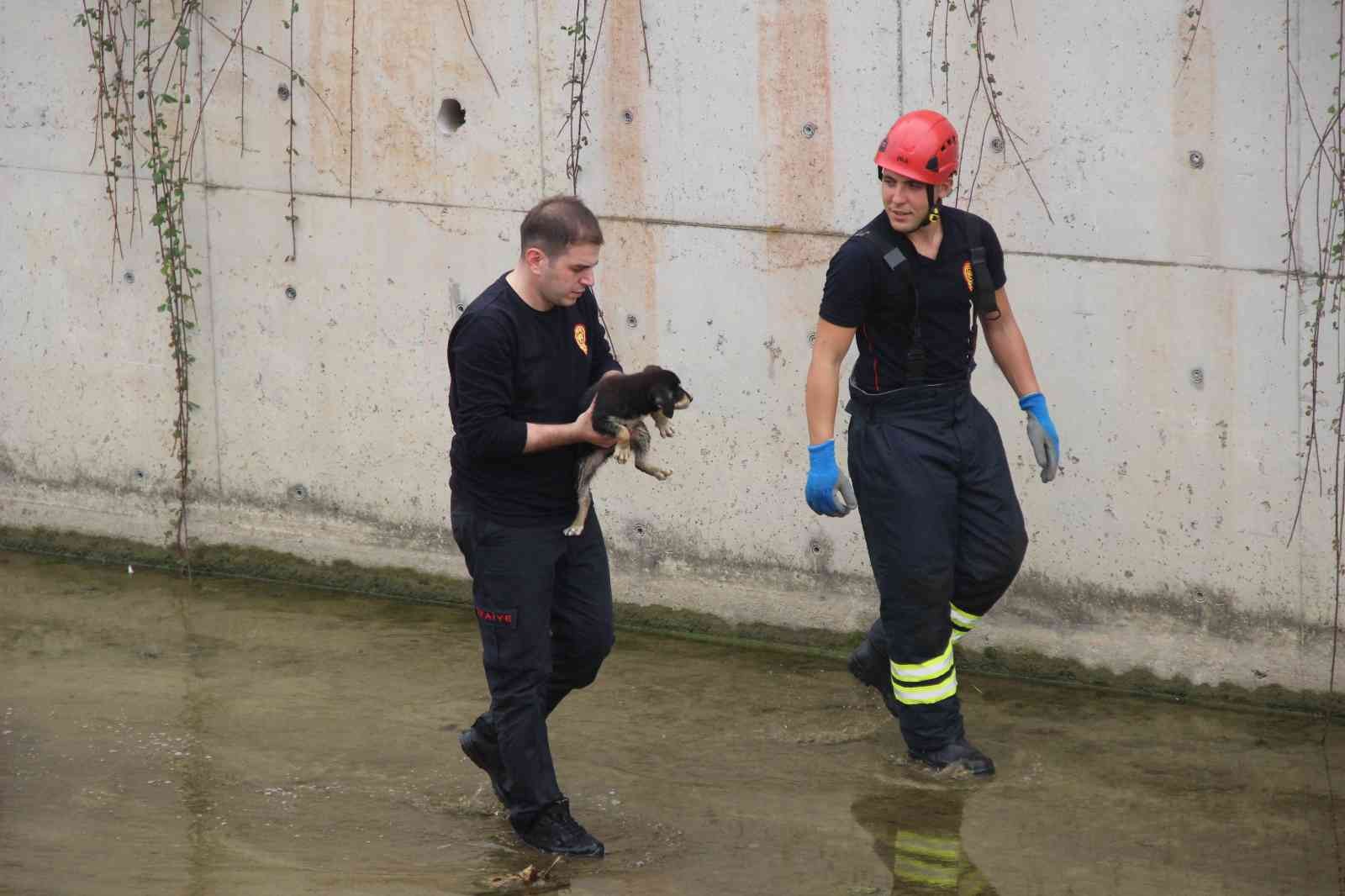 Dere yatağında mahsur kalan yavru köpeği itfaiye ekibi kurtardı #kocaeli