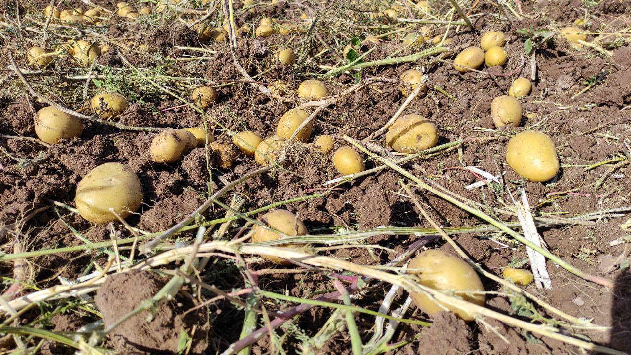 Patates rekoltesinin bu yıl 5 milyon ton olması bekleniyor #yozgat
