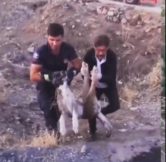 Elazığ’da yaralı halde bulunan köpek itfaiye ekipleri tarafından kurtarıldı #elazig