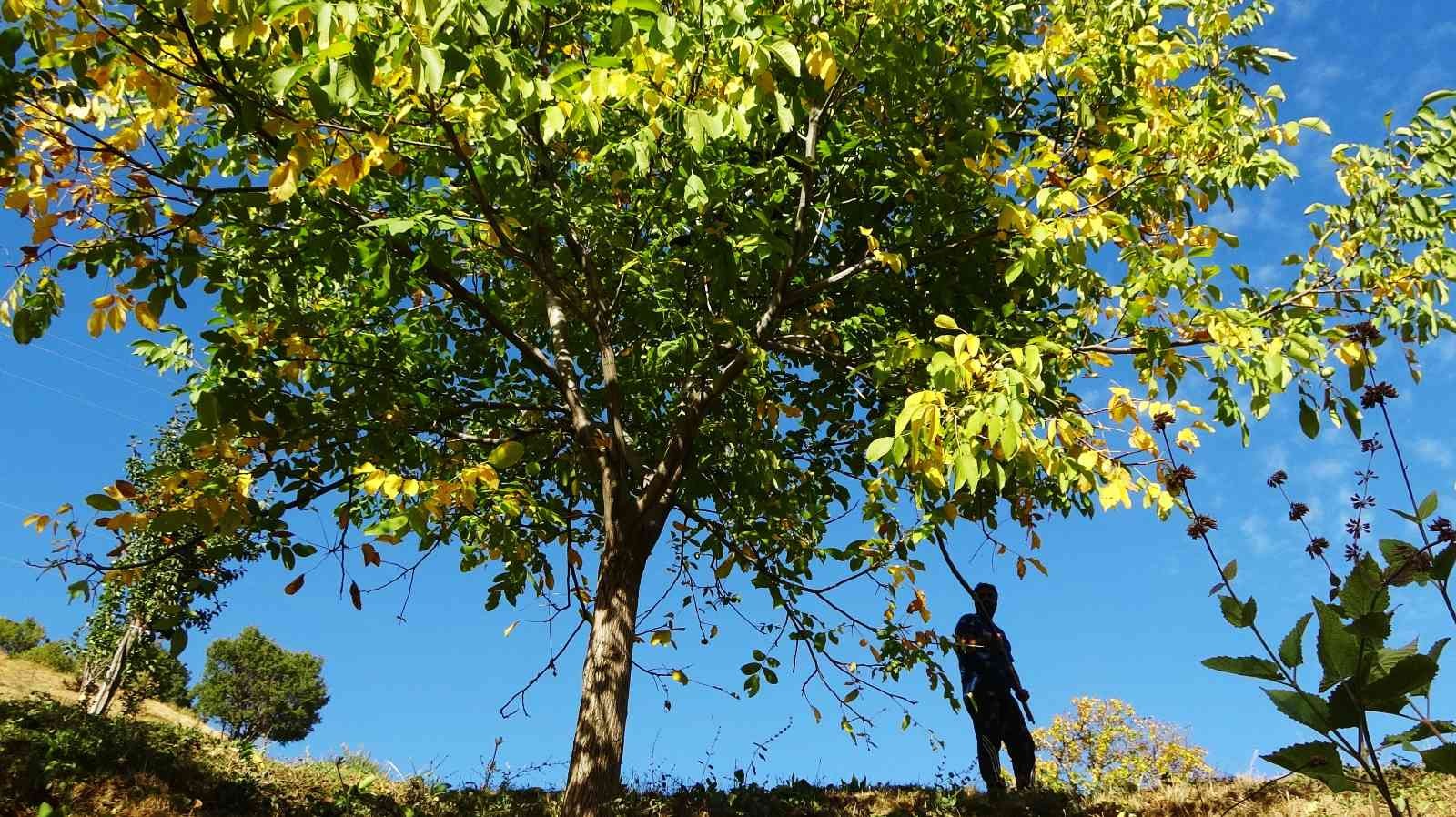 Erzincan’ın Sancak kenti Kemah: 32 bin ceviz ağacı yetiştiriciliği ile ekonomiye katkı sağlıyor #erzincan