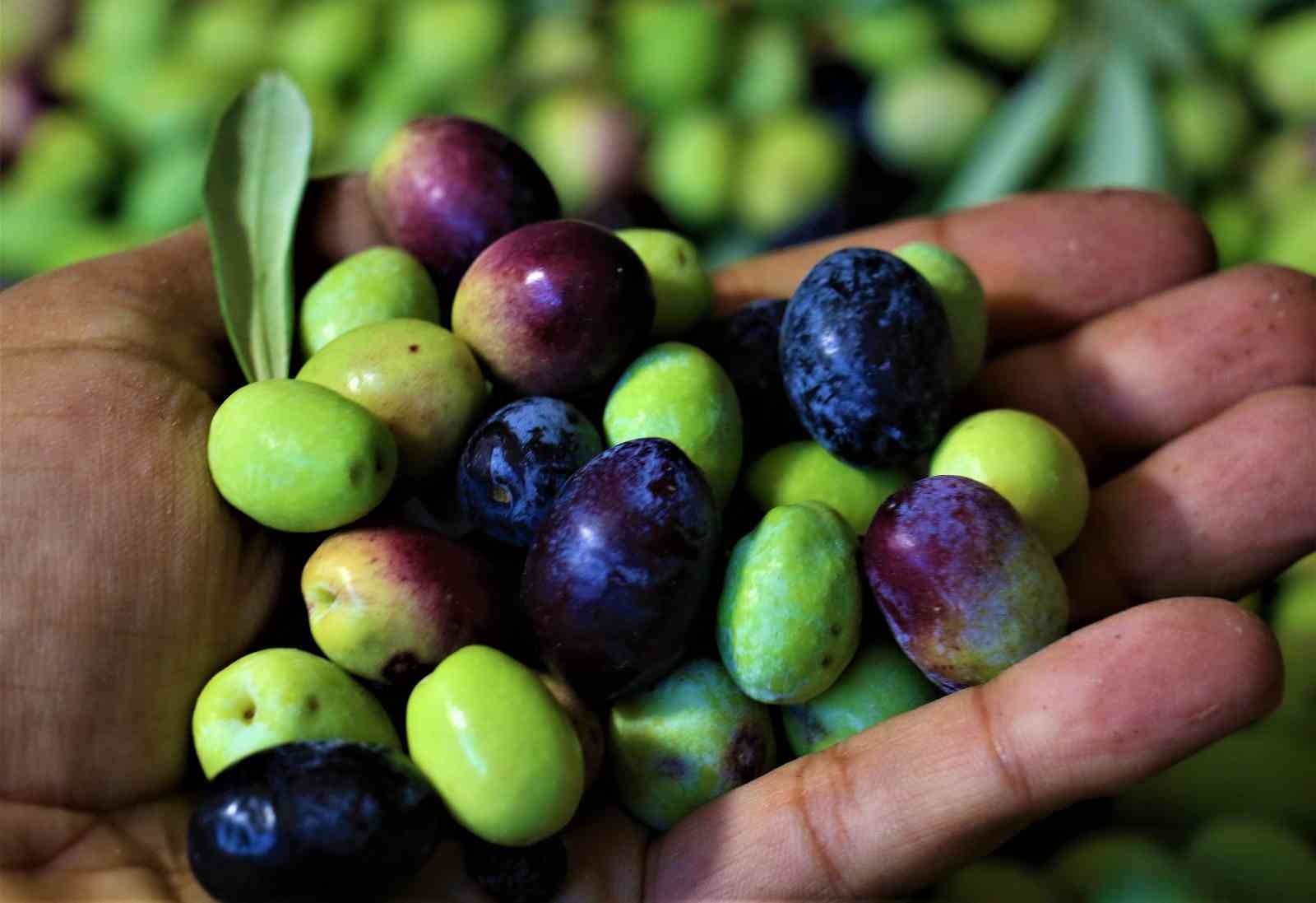 Tescille önü açılan Mut zeytinyağı Avrupa’ya ihraç edilmeye başlandı #mersin