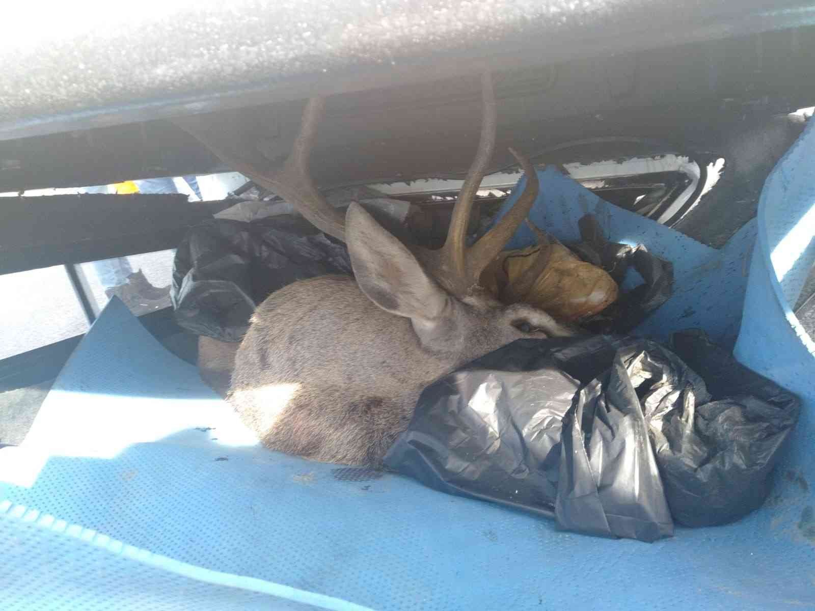 Avcıların kamyoneti takla attı, bagajda avlanması yasak geyik bulundu #kocaeli