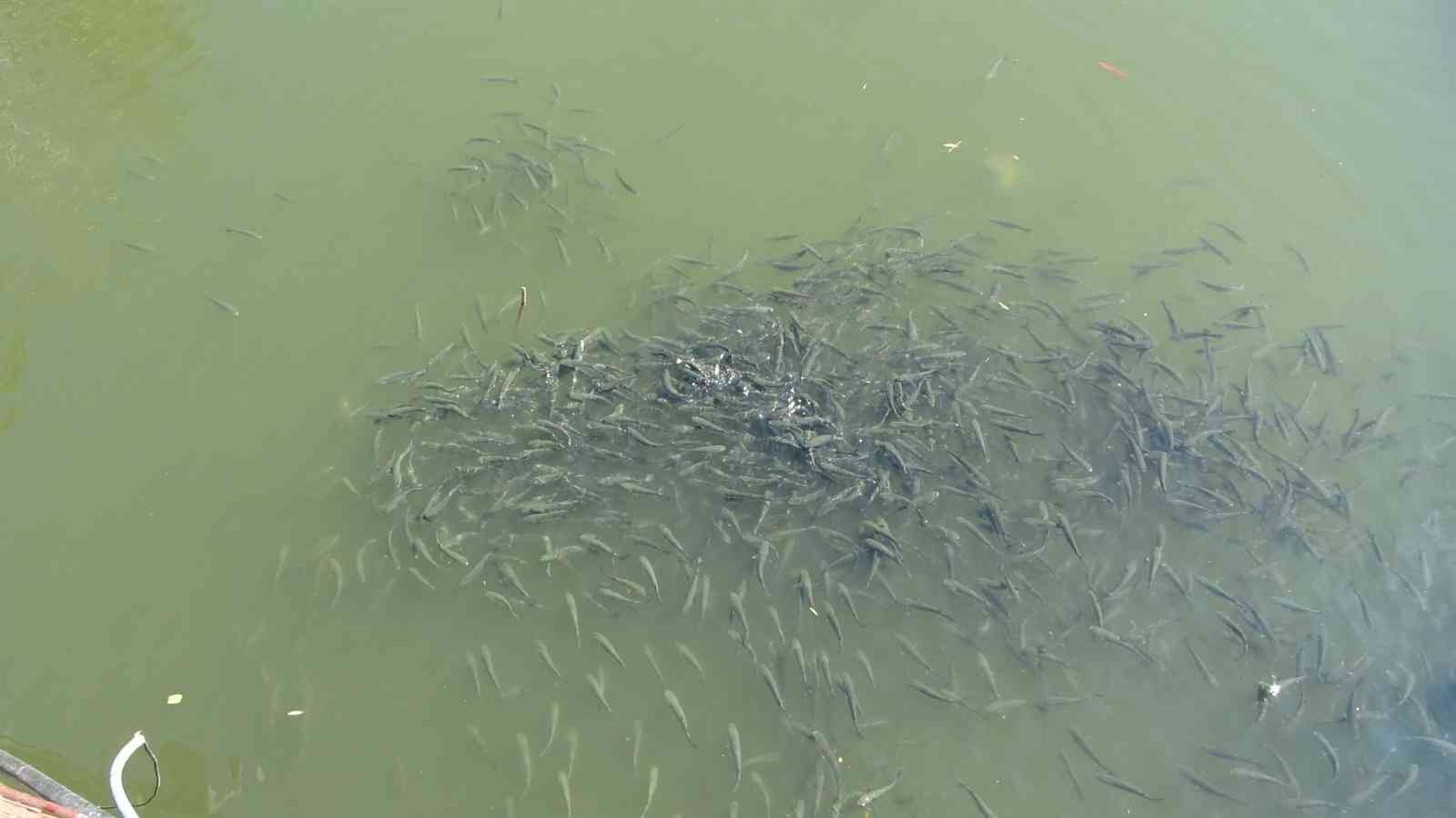 Nifrit Deresi’nde balıklar kirlilikten oksijensiz kaldı #antalya