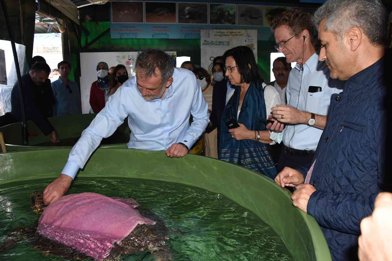 Tedavileri tamamlanan deniz kaplumbağaları denize bırakıldı #mugla