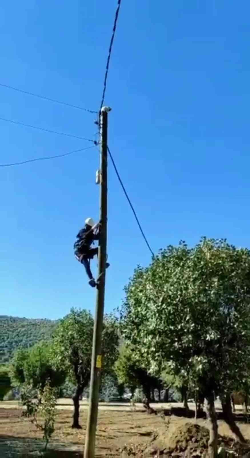 Siirt’te elektrik direğinde mahsur kalan kedi kurtarıldı