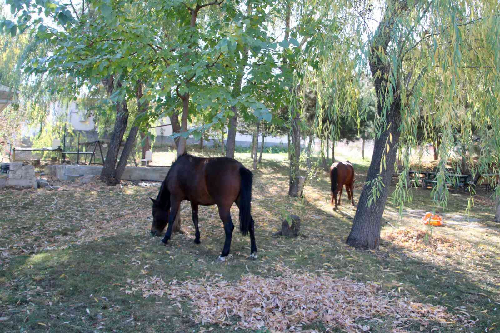 Terk edilmiş iki at ve eşeğe Çankaya’da barınakta sahip çıkılıyor #ankara