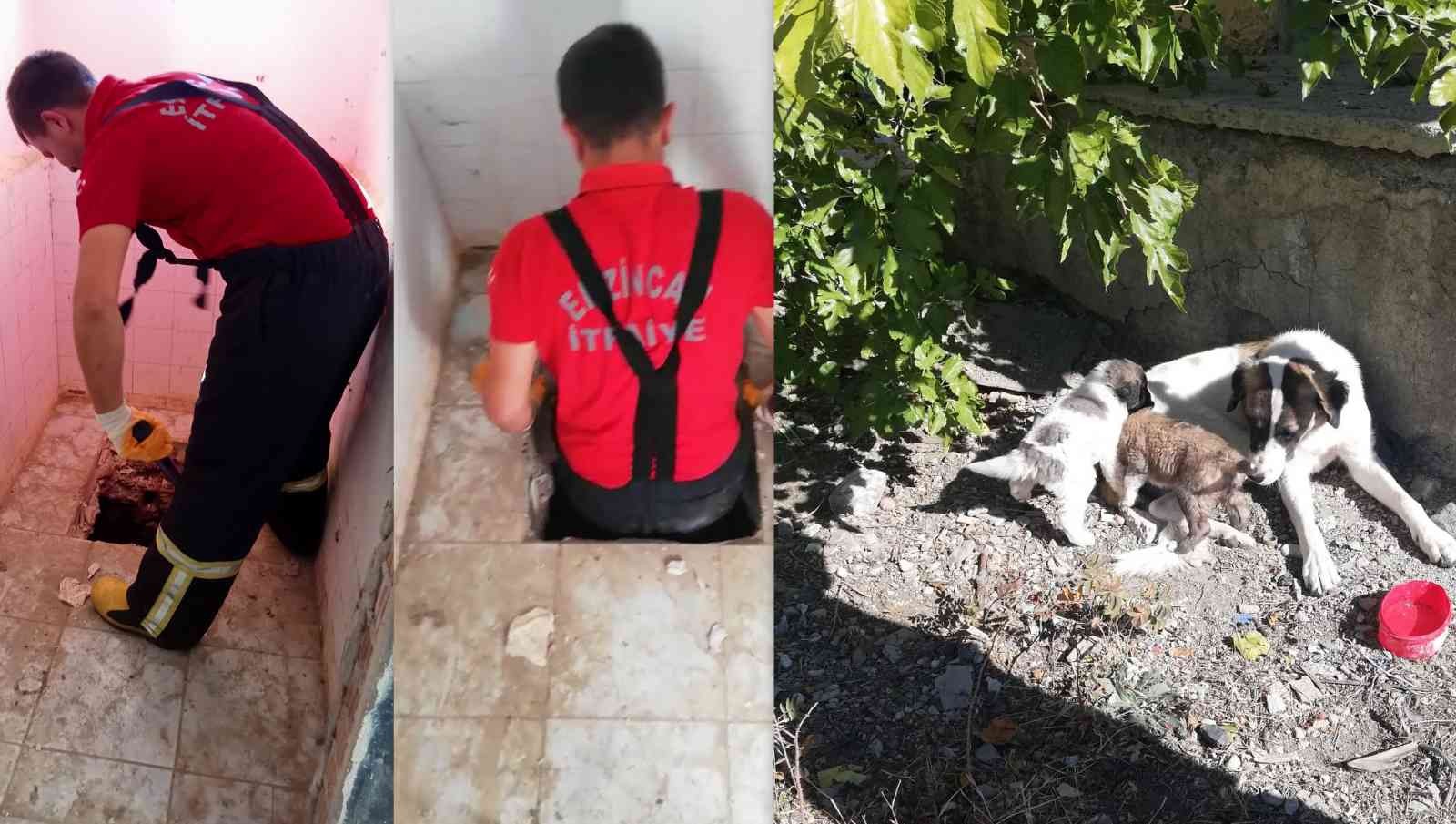 Düştükleri kuyuda mahsur kalan 2 köpek yavrusu, itfaiye ekiplerince kurtarıldı #erzincan