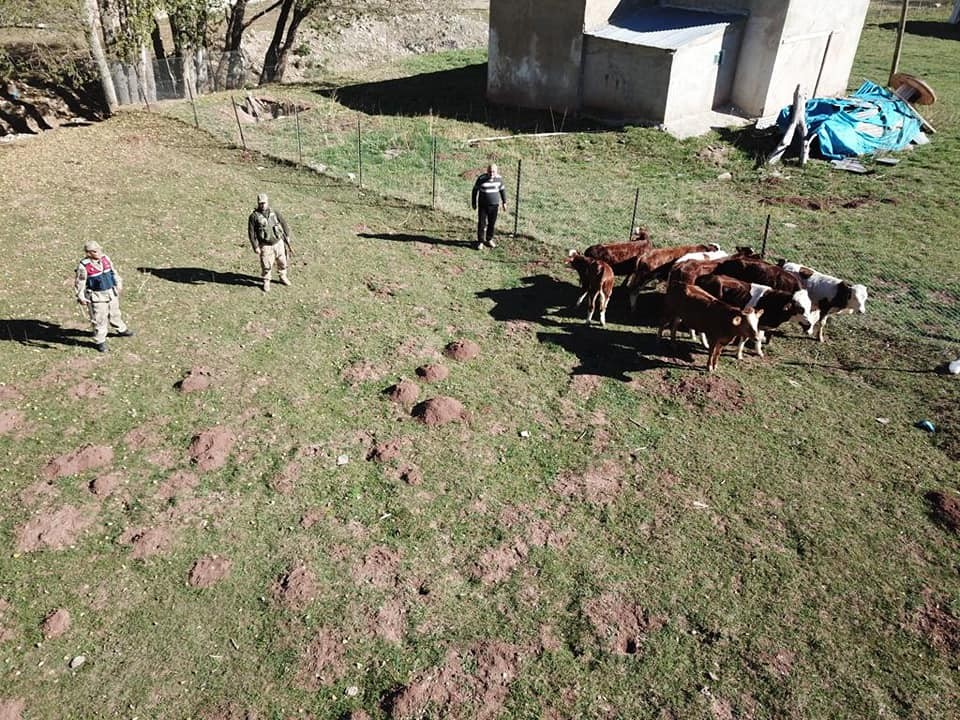 Kayıp büyükbaş hayvanları jandarma ekipleri droneyle buldu #erzincan