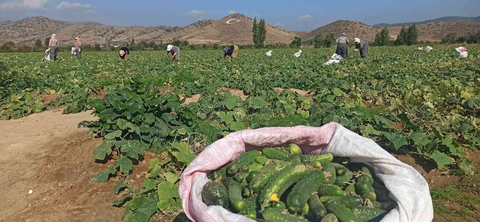İzmir’de salatalık üreticileri dertli #izmir
