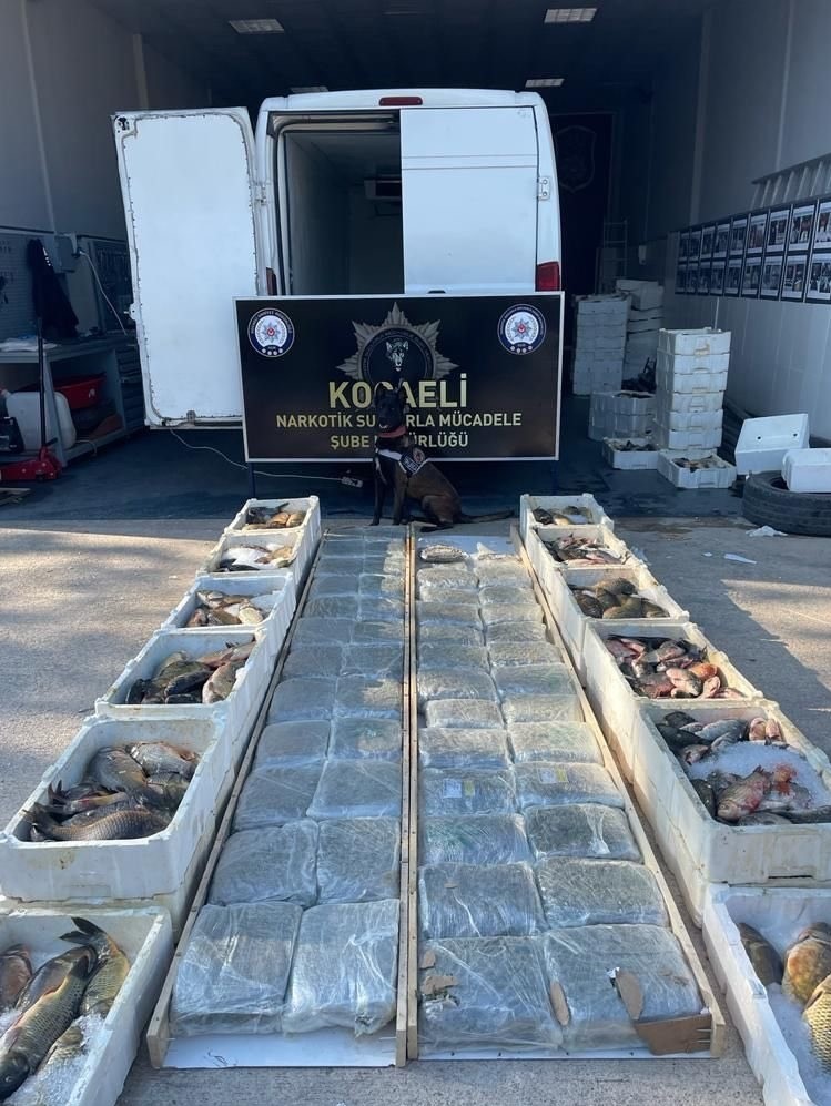 Balık yüklü araçta 53 kilo skunk esrar ele geçirildi #kocaeli