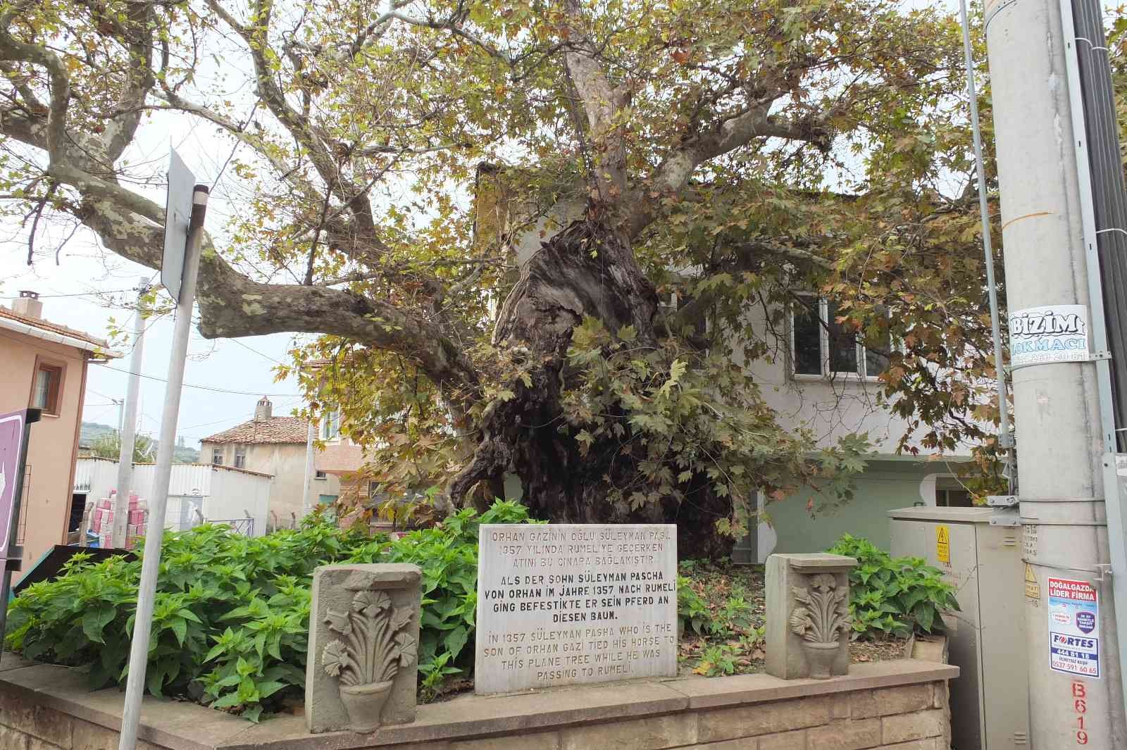 Süleyman Paşa’nın 7 asır önce atını bağladığı anıt ağaç kuruyor #balikesir