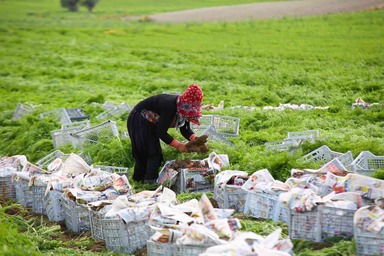 Türkiye’nin sebze ambarı Beypazarı’nda kış havucu hasadı başladı #ankara