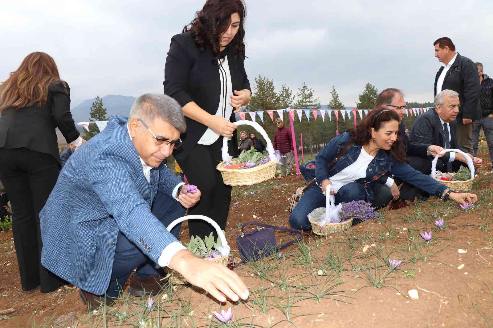 5. Safran Festivali safran, lavanta ve ada çayı hasadı ile sona erdi #karabuk