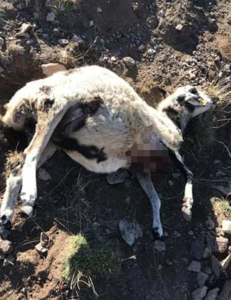 Ağrı’da kurtlar 20 koyunu telef etti #agri