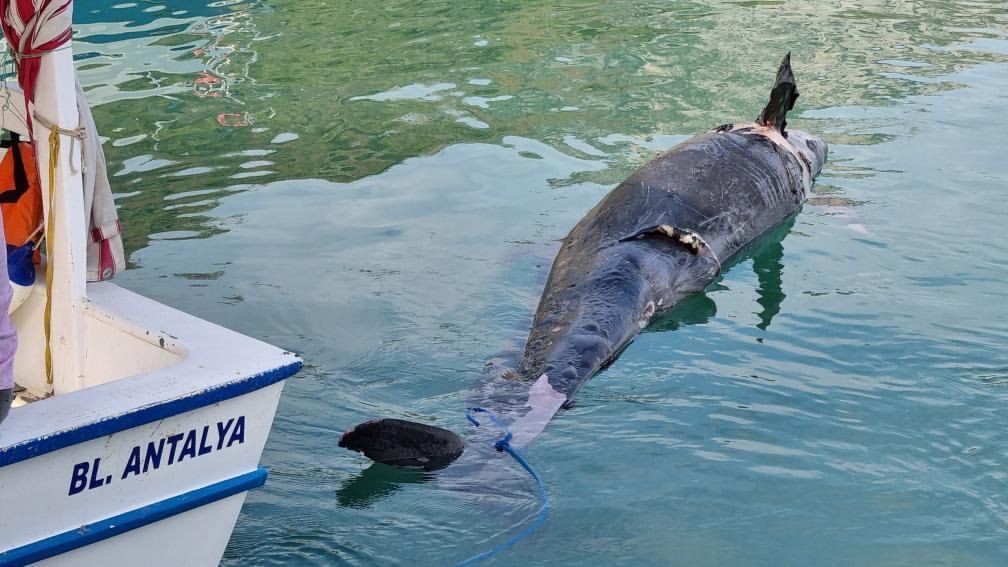 Antalya’da kıyıya yalancı katil balina ölüsü vurdu #antalya